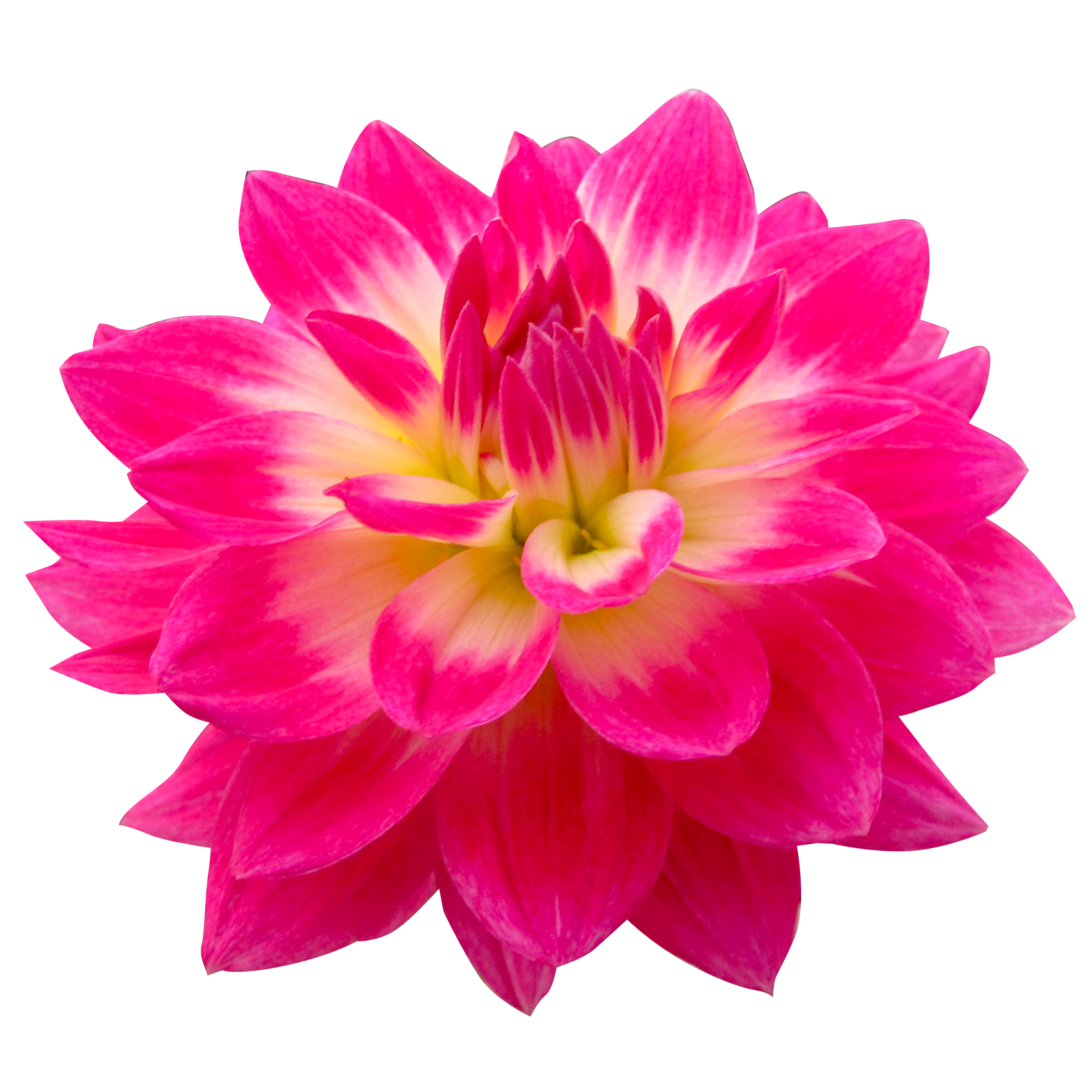 お花 画像詳細 2位