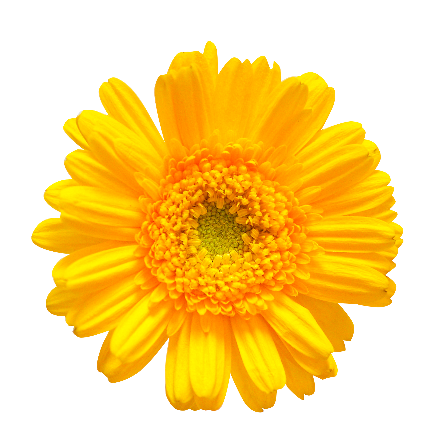 お花 画像詳細 3位
