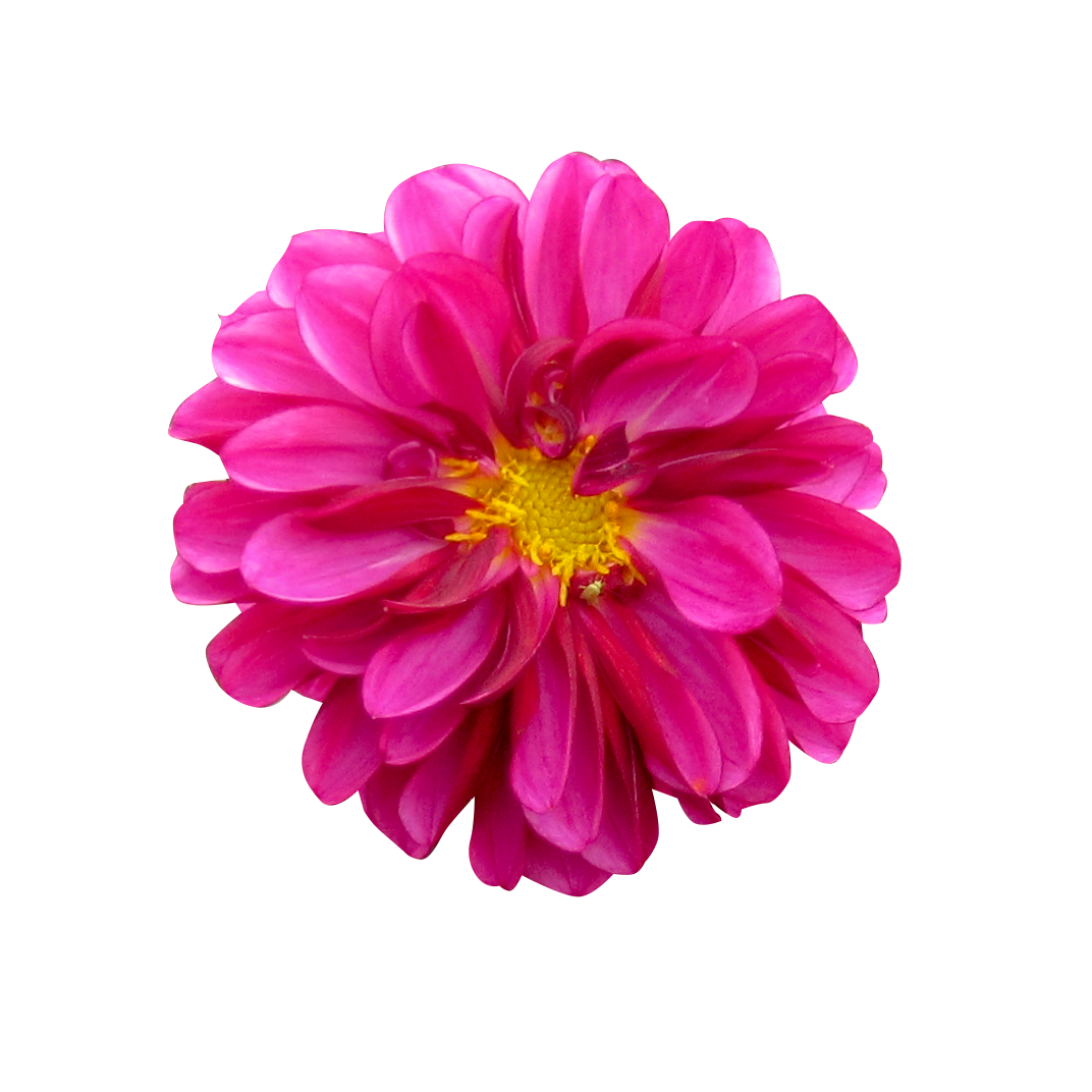 お花 画像詳細 4位