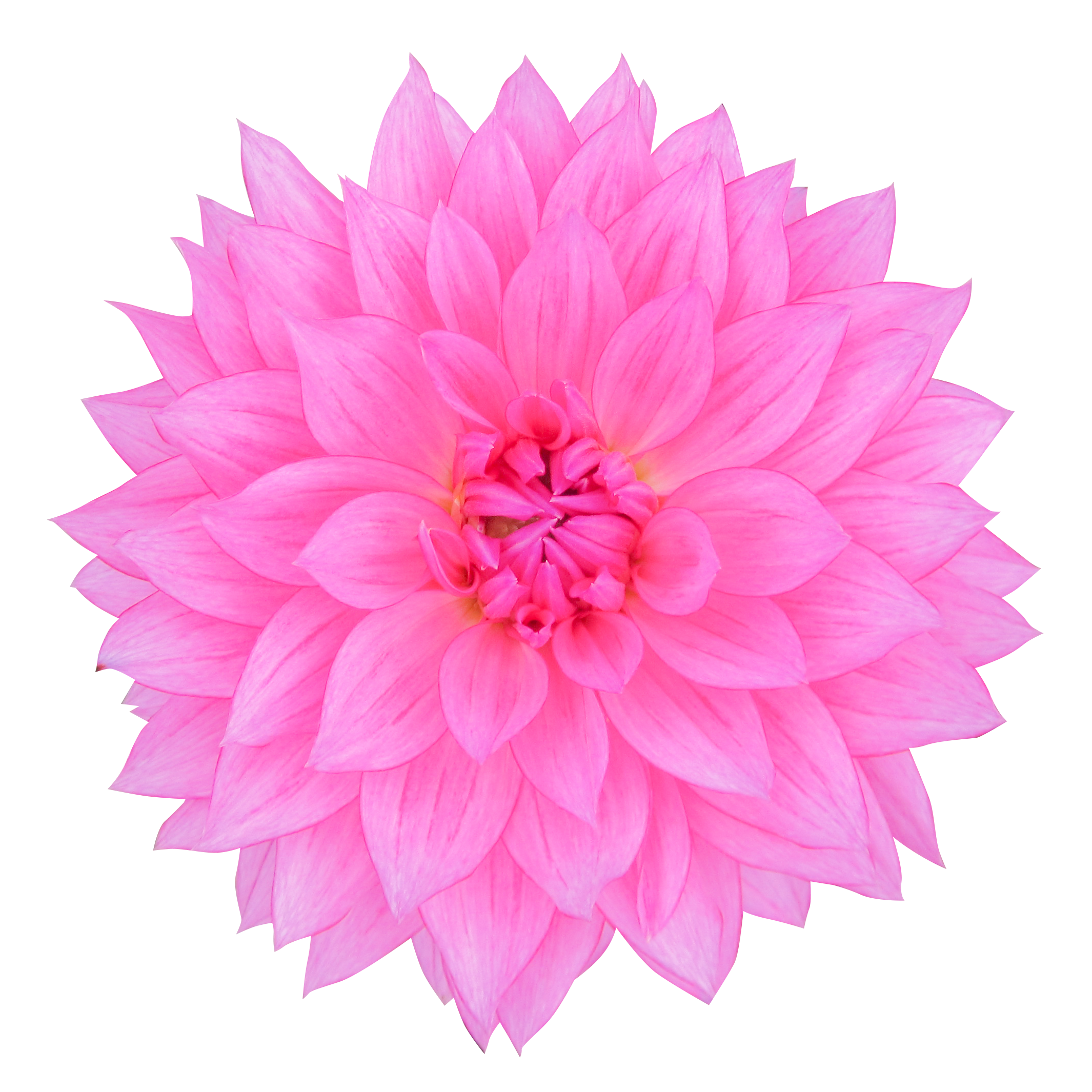 お花 画像詳細 5位