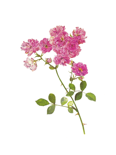 お花 背景詳細 8位