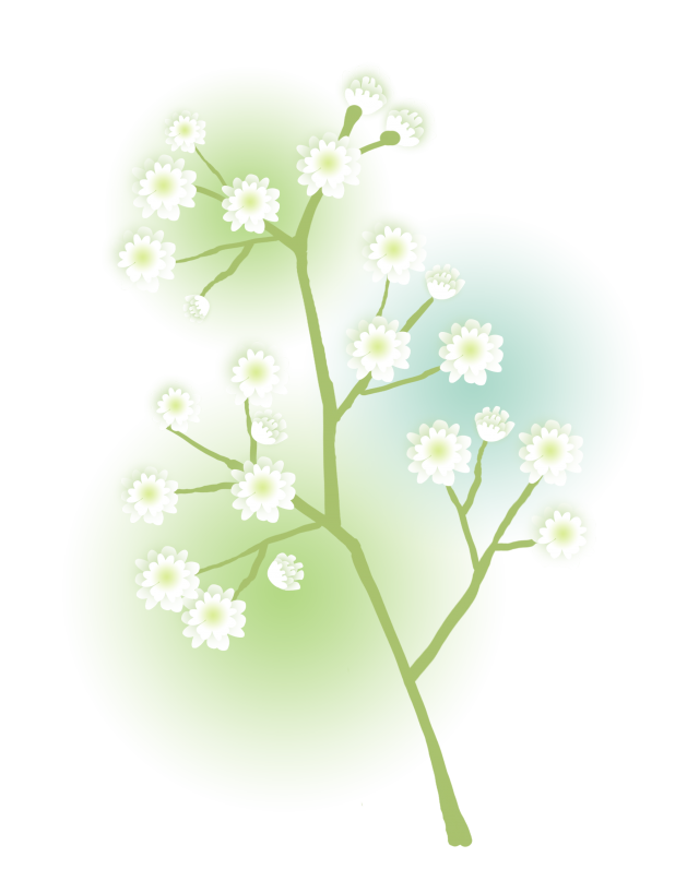 かすみ 草 イラスト - KibrisPDR