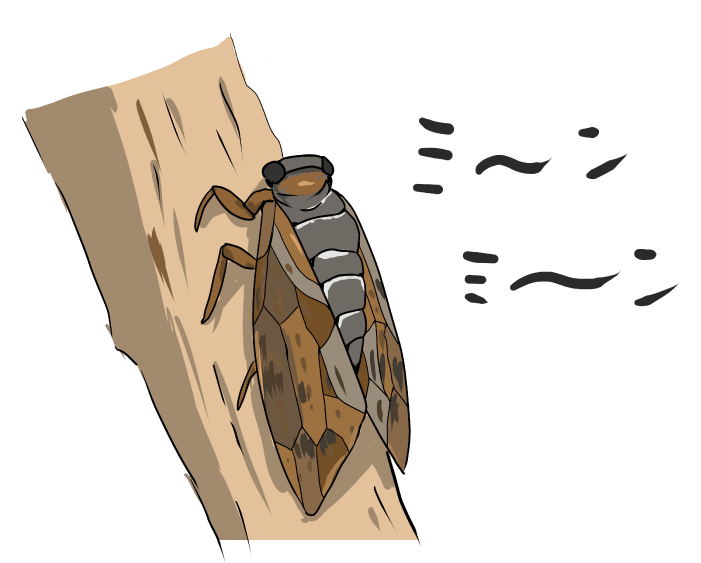 かわいい セミ イラスト詳細 6位