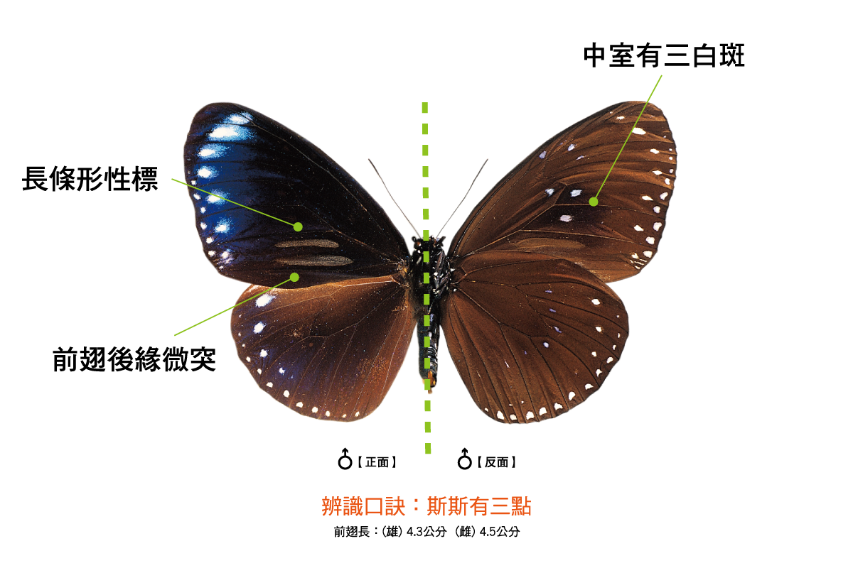 昆虫 蝶詳細 3位