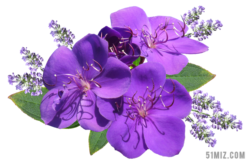 春 に 咲く 紫色 の 花 - KibrisPDR