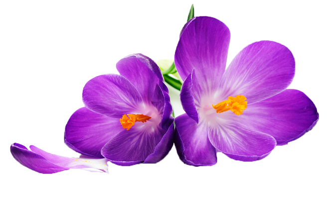 春 に 咲く 紫色 の 花詳細 2位