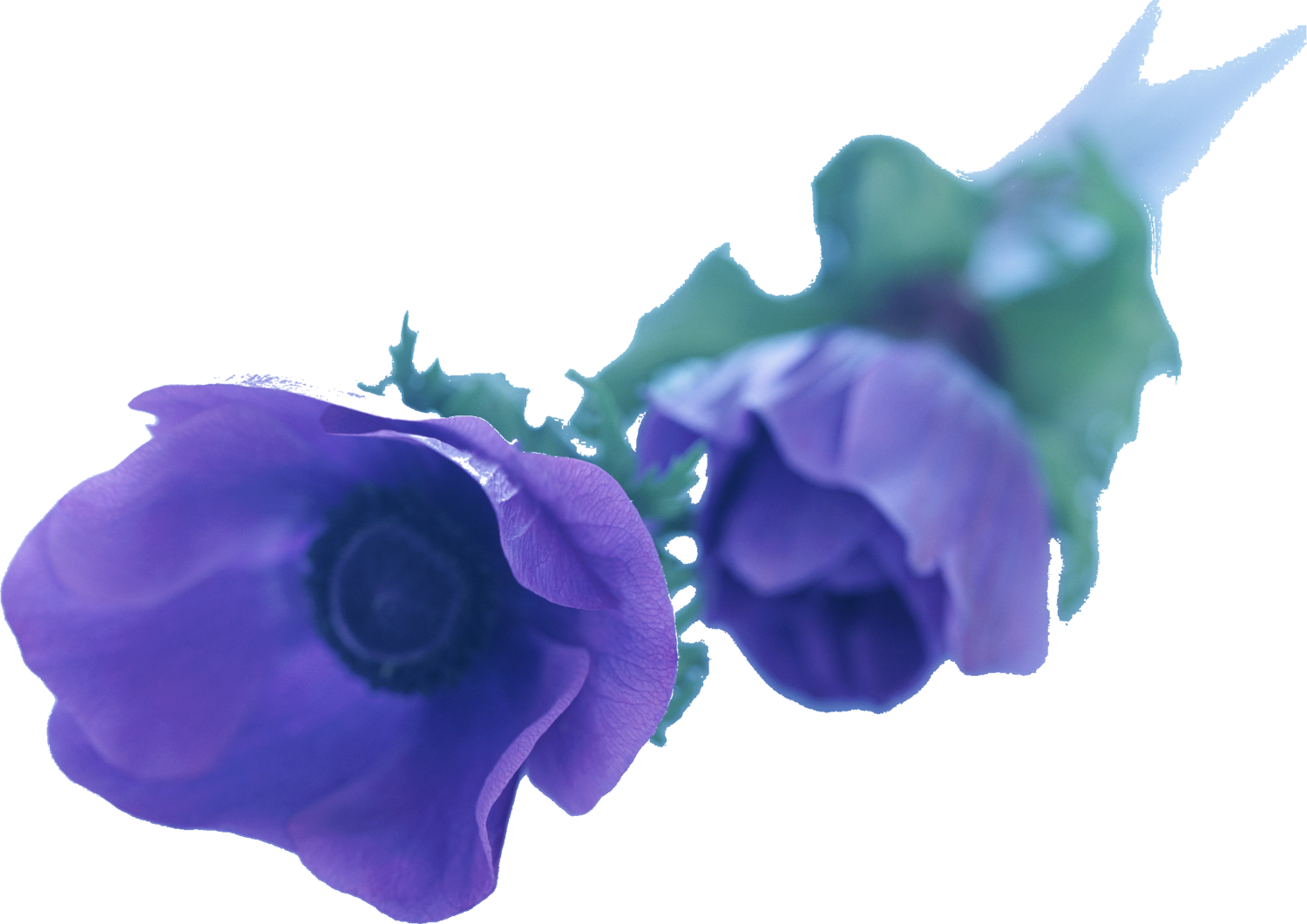 春 に 咲く 紫色 の 花詳細 12位