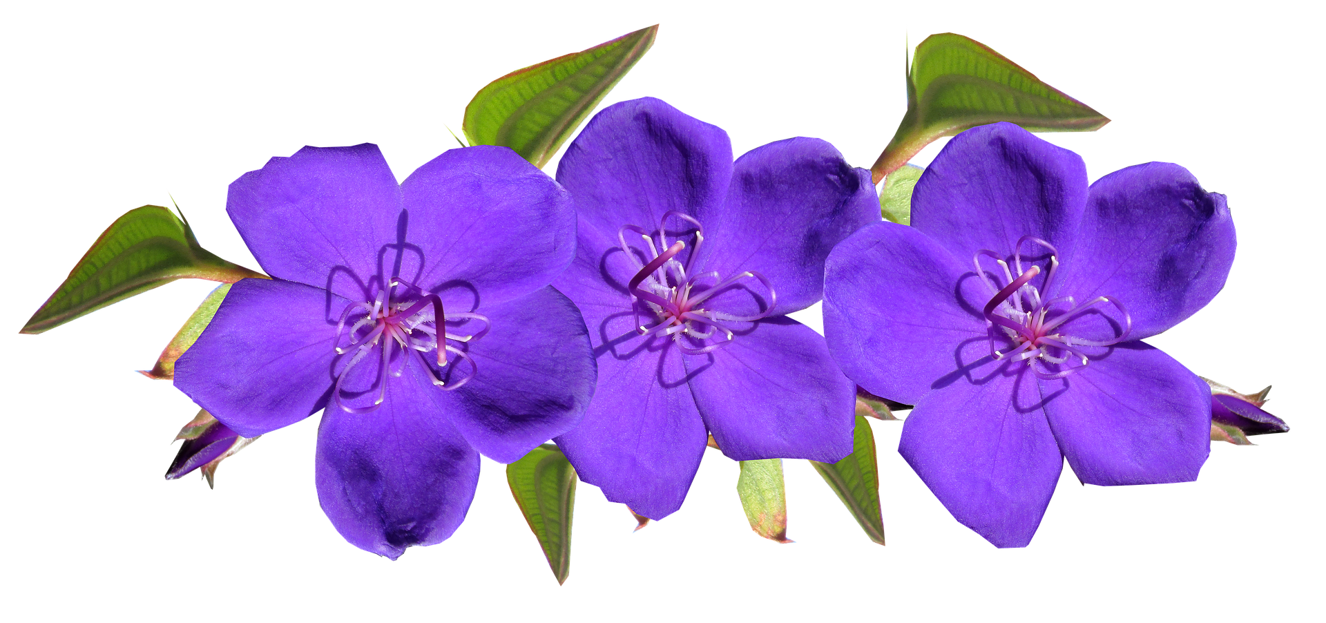 春 に 咲く 紫色 の 花詳細 3位