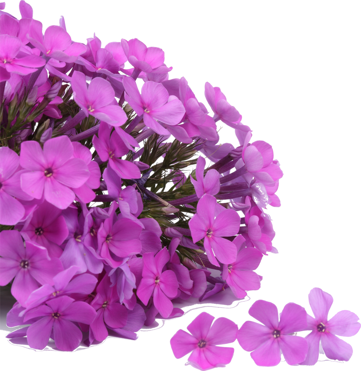 春 に 咲く 紫色 の 花詳細 5位