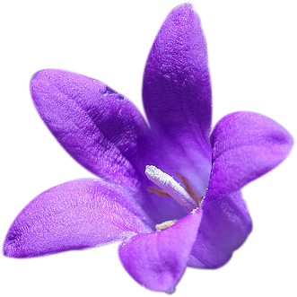 春 に 咲く 紫色 の 花詳細 6位