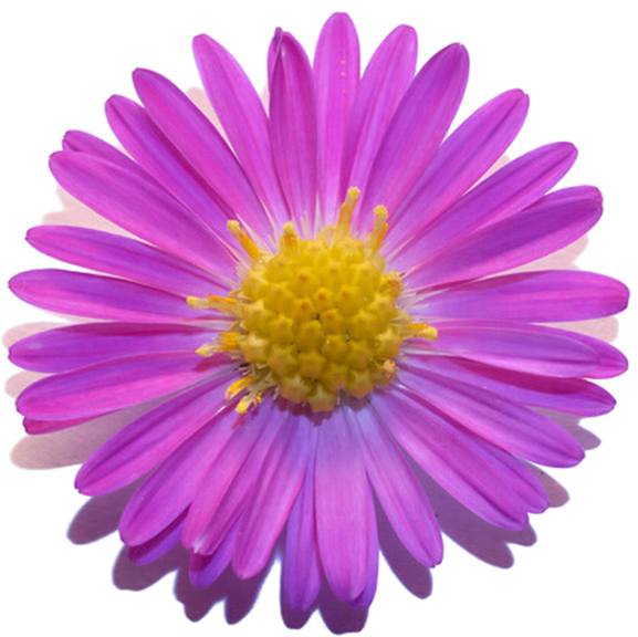 春 に 咲く 紫色 の 花詳細 7位