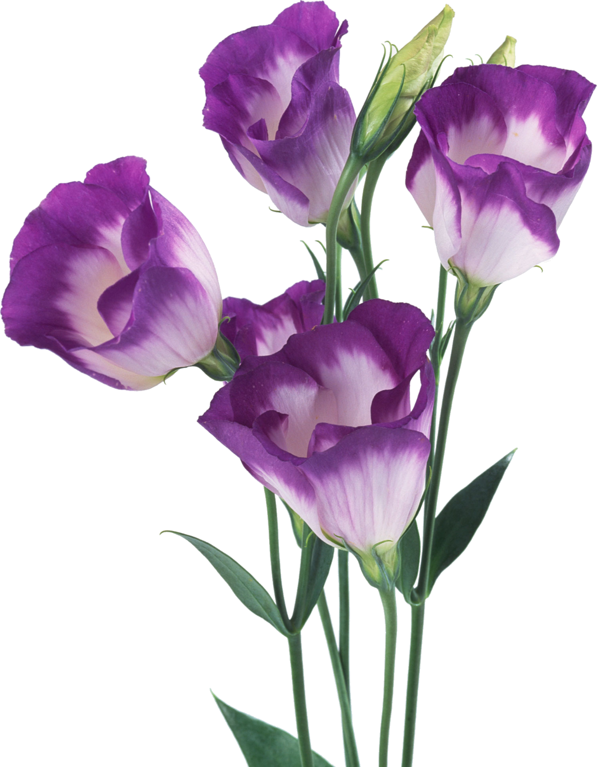 春 に 咲く 紫色 の 花詳細 8位