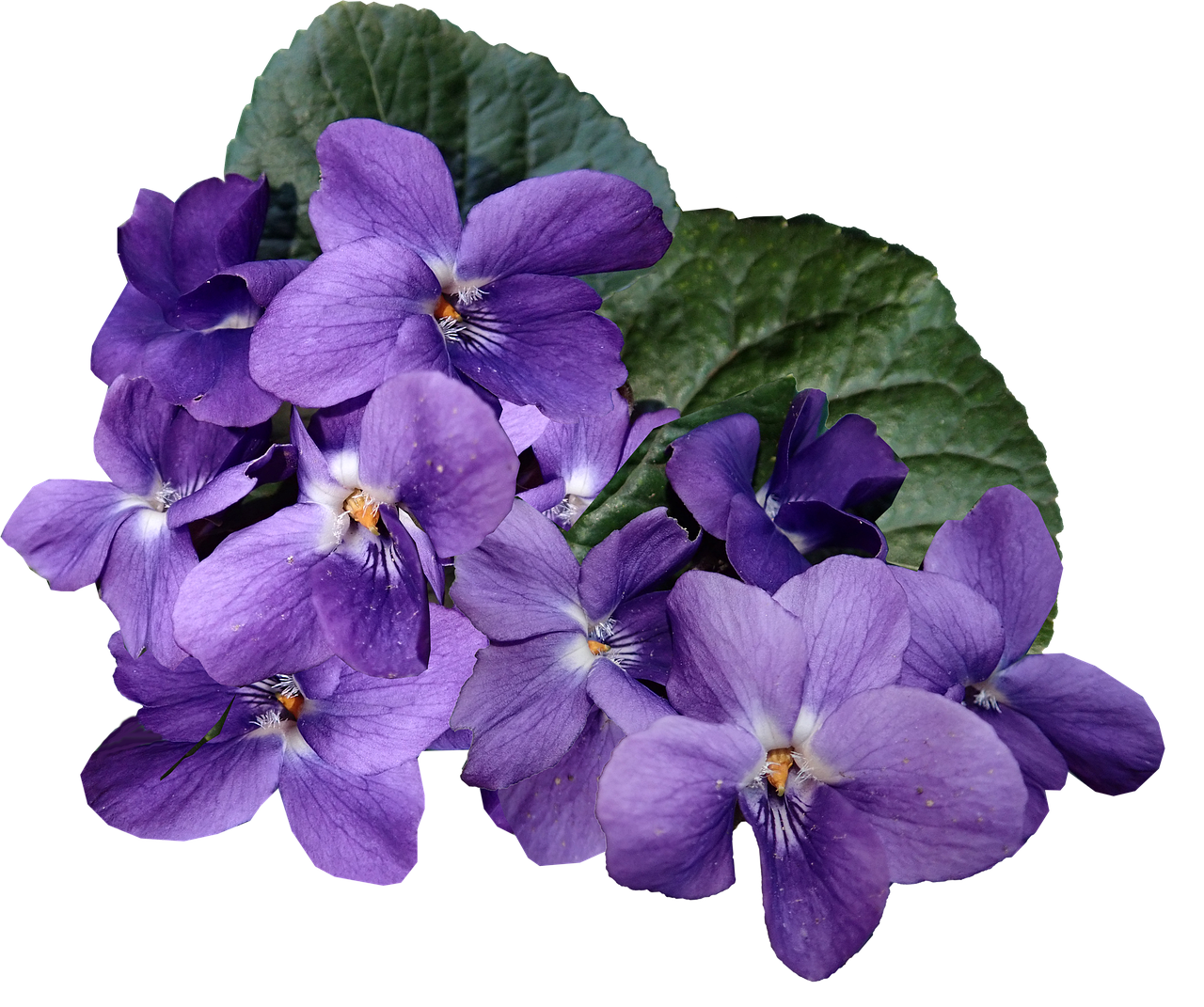 春 に 咲く 紫色 の 花詳細 9位
