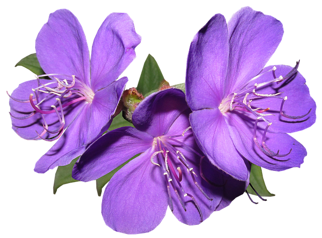 春の 紫 の 花詳細 13位