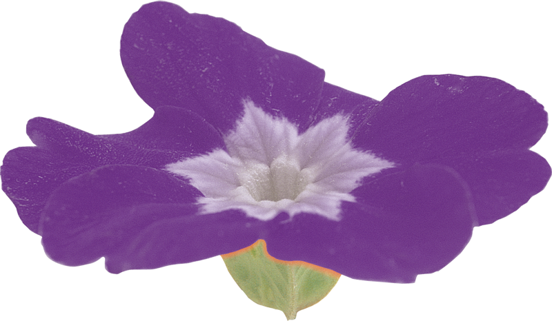 春の 紫 の 花詳細 4位
