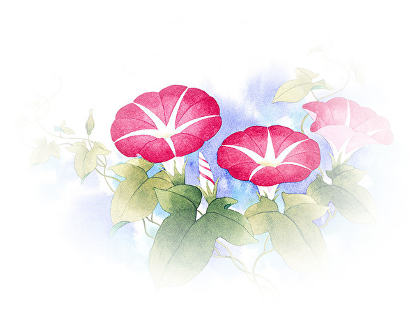 朝顔 水彩画詳細 14位