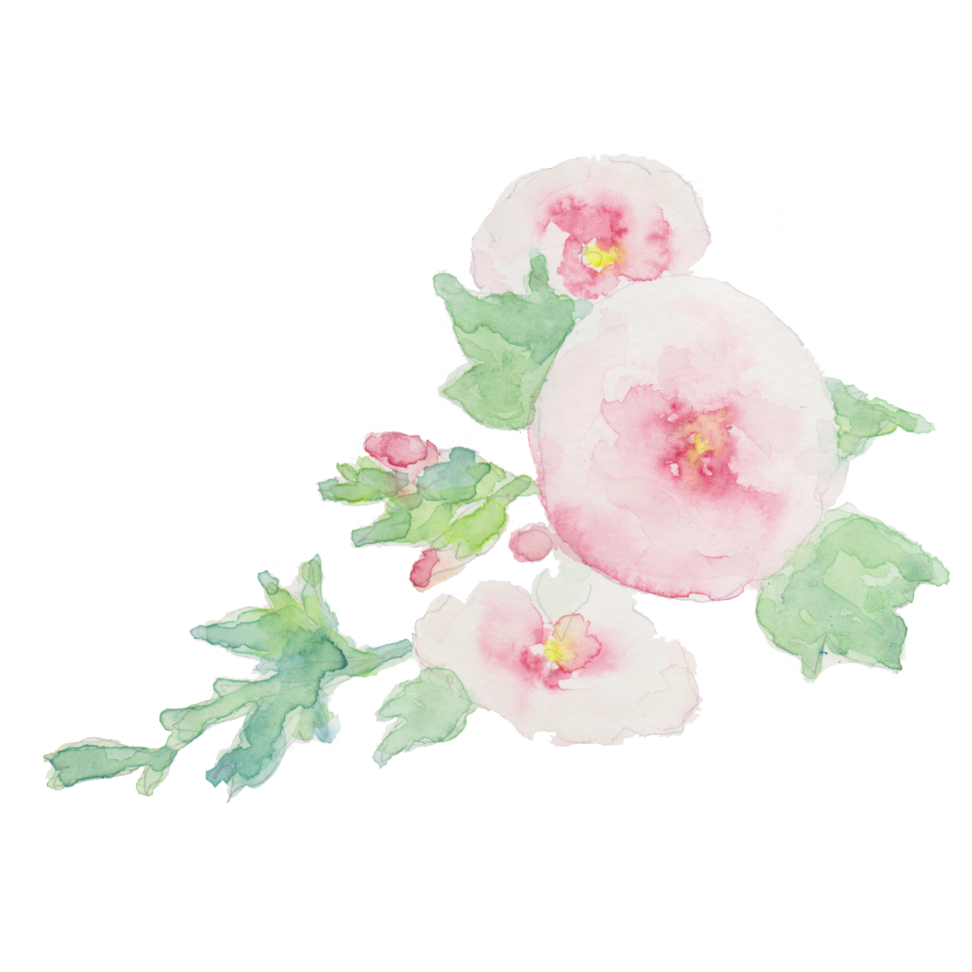 朝顔 水彩画詳細 3位