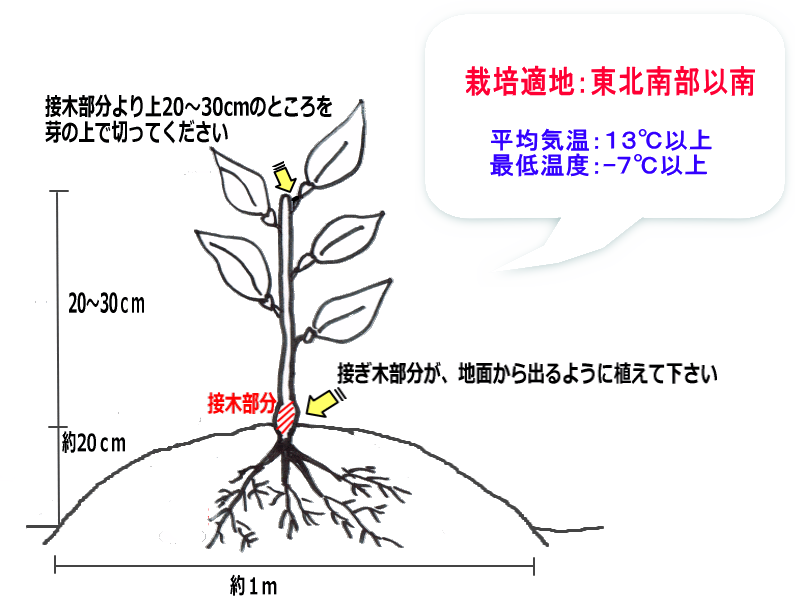 木 上 から詳細 6位