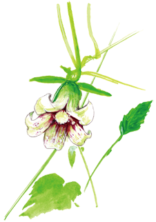 枯れ た 花 イラスト詳細 13位