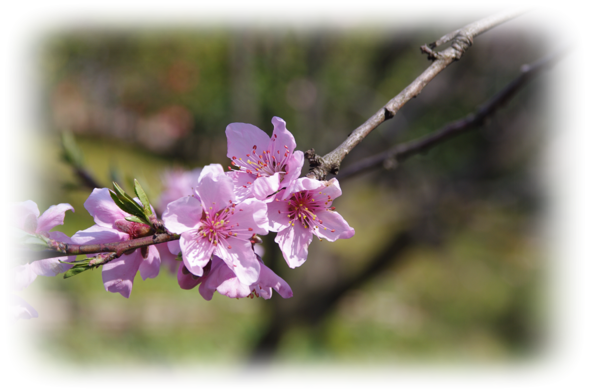 桃 の 花 画像詳細 2位