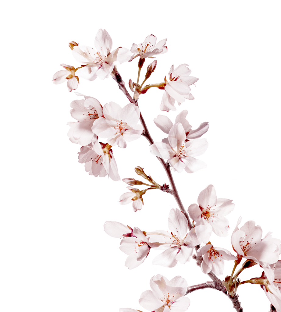 桜 Png詳細 5位