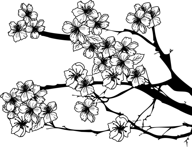 桜 イラスト フリー 白黒詳細 10位