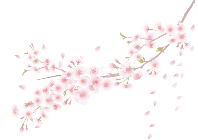 桜 イラスト フリー 透過詳細 11位