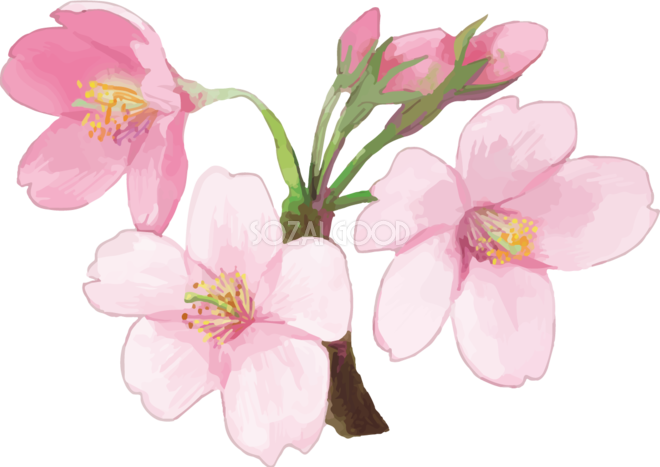 桜 イラスト フリー 透過詳細 7位