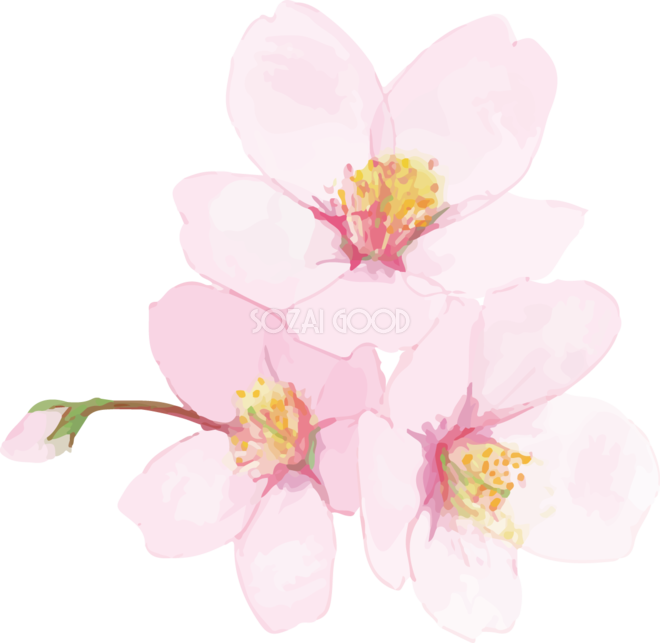桜 イラスト フリー 透過詳細 8位