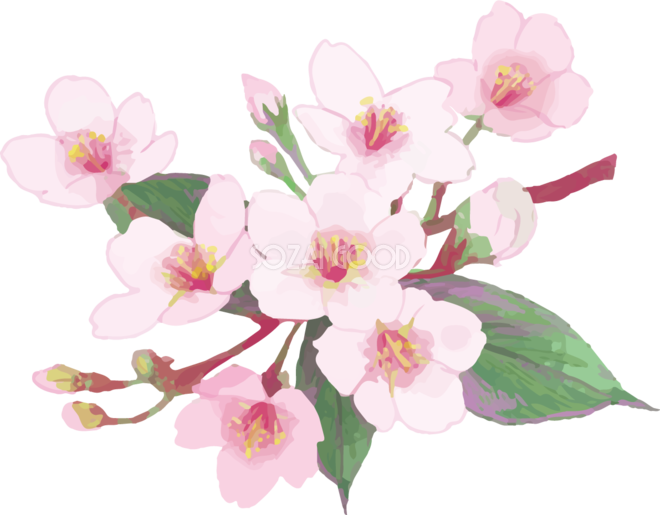 桜 イラスト 綺麗 - KibrisPDR