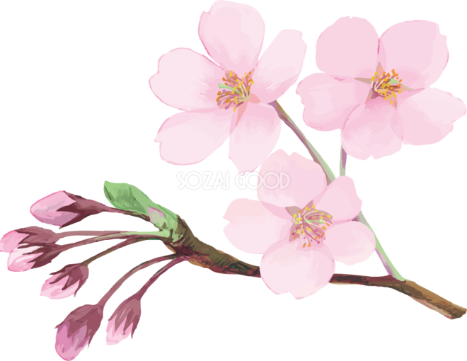 桜 イラスト 綺麗詳細 11位