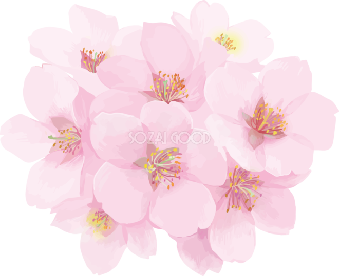 桜 イラスト 綺麗詳細 12位
