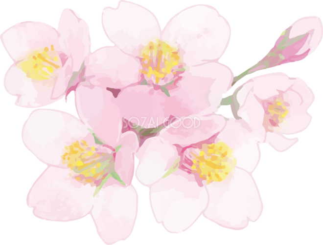 桜 イラスト 綺麗詳細 13位