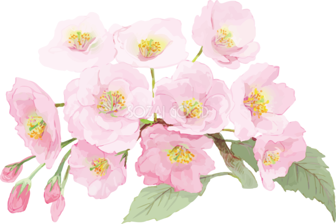 桜 イラスト 綺麗詳細 15位
