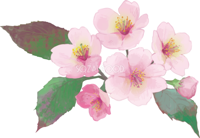 桜 イラスト 綺麗詳細 6位