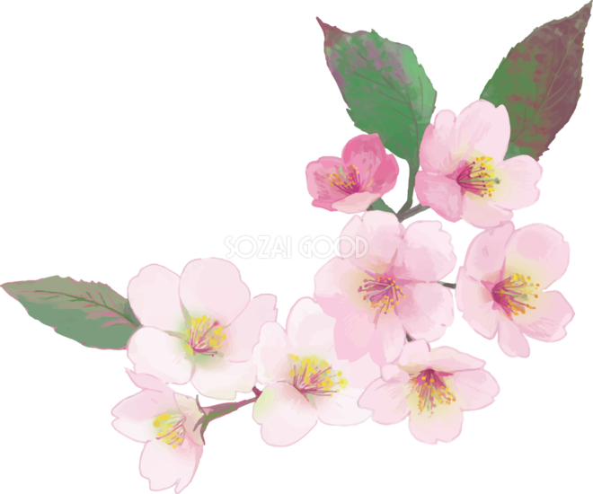 桜 イラスト 綺麗詳細 8位