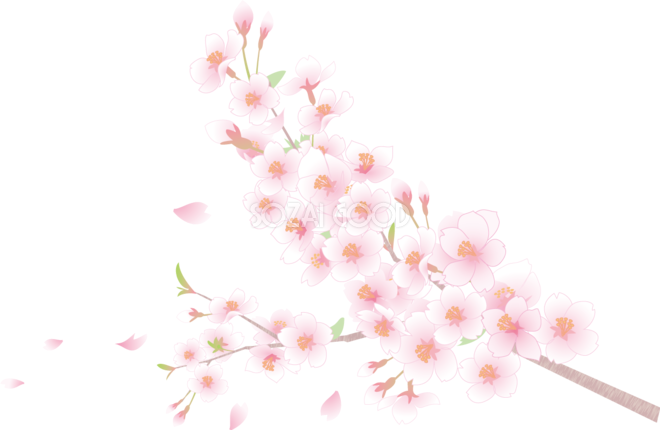 桜 イラスト 背景 透過詳細 10位