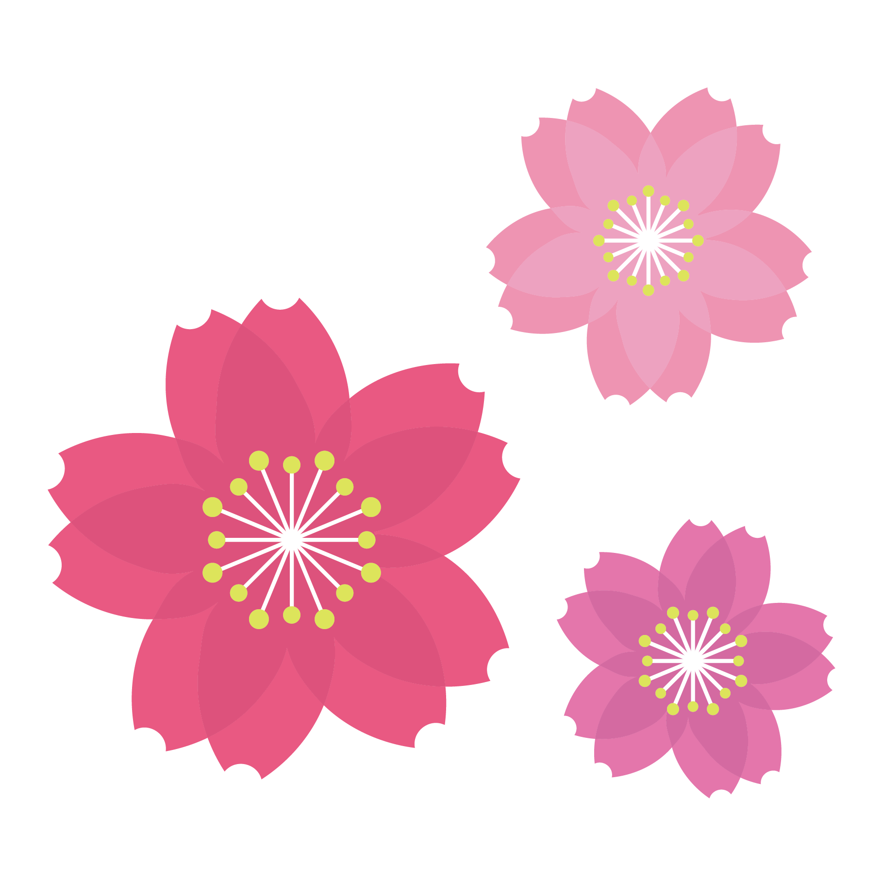 桜 フリー 画像詳細 8位