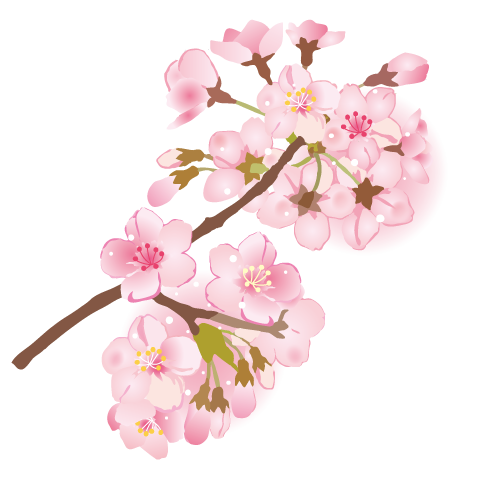 桜 フリー 画像詳細 4位