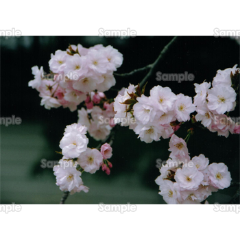 桜 写真 フリー - KibrisPDR
