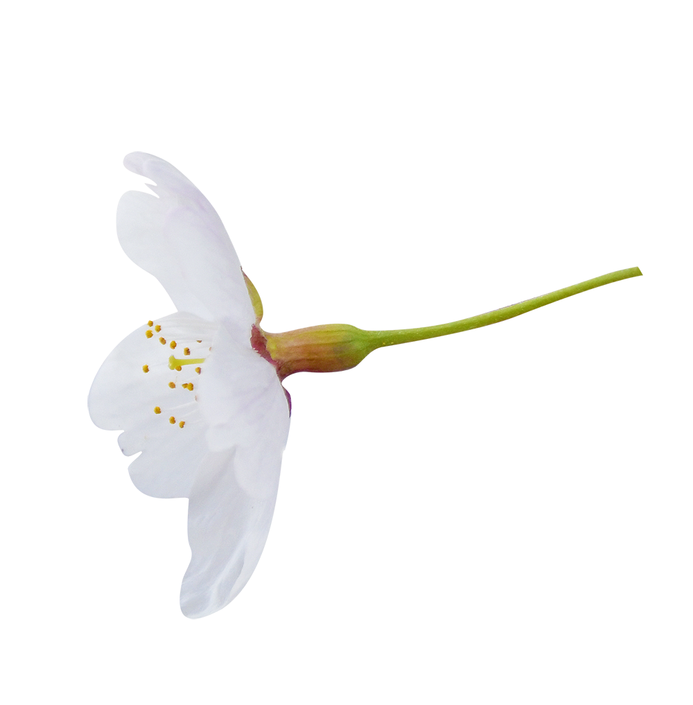 桜 写真 フリー詳細 12位