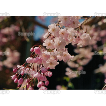 桜 写真 フリー詳細 3位