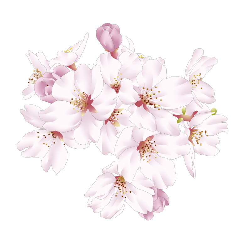 桜 無料 画像詳細 12位