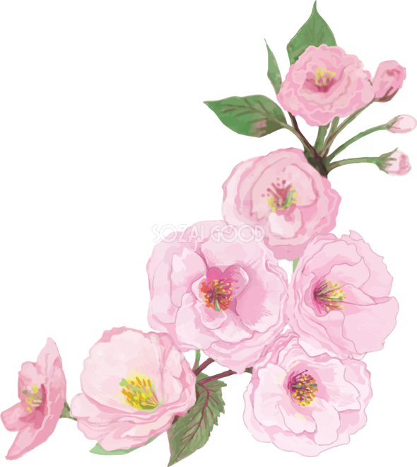 桜 綺麗 イラスト詳細 14位