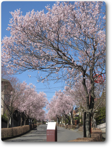 桜 綺麗 画像 - KibrisPDR