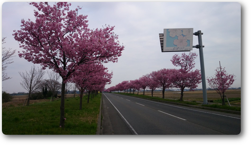 桜 綺麗 画像詳細 2位