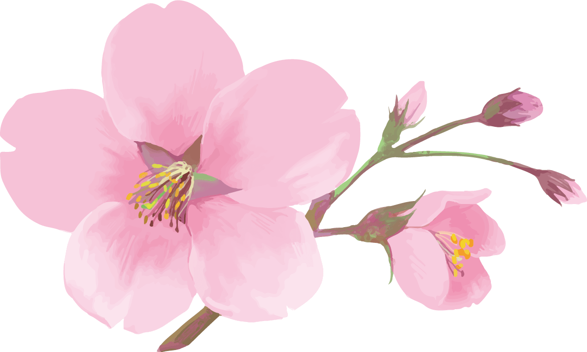 桜 綺麗 画像詳細 15位