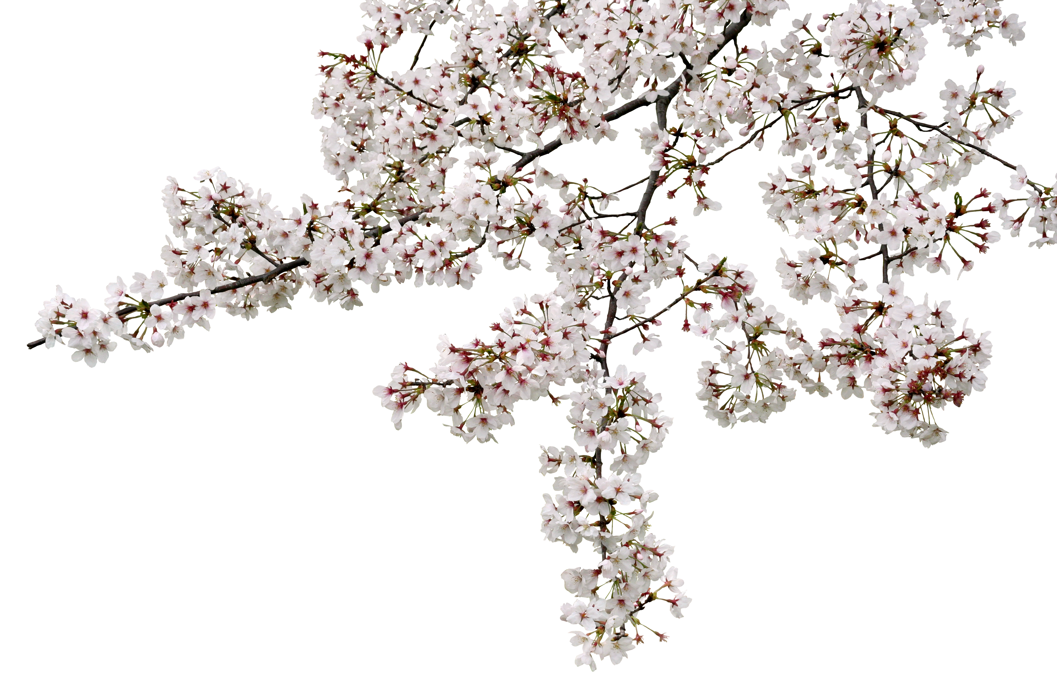 桜 透過詳細 2位