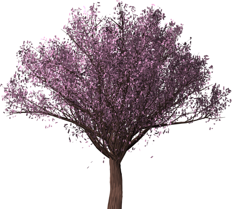 桜の 木 写真 - KibrisPDR