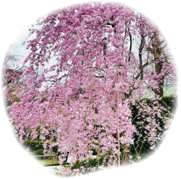 桜の 木 写真詳細 2位